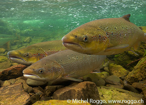 Kleinwasserkraft und glückliche Fische?!